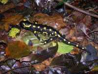 salamandre