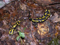 salamandre