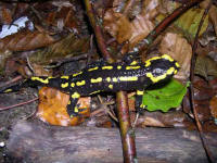 salamandre