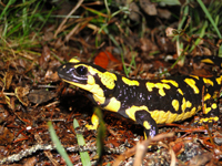 salamandre