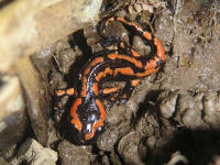 terrestris_orange.jpg