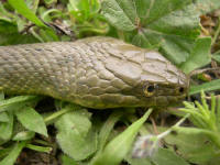 Natrix tessellata