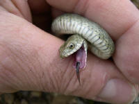 Natrix tessellata