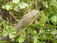 Natrix tessellata