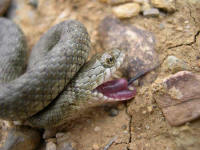 Natrix tessellata