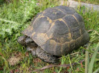 Testudo terrestris ibera