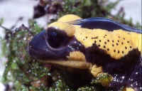 tête de salamandre