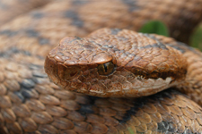 vipera aspis