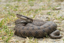 vipera aspis