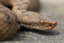 vipera aspis