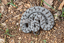 vipera aspis