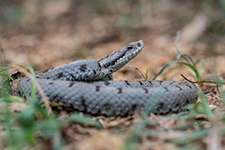 vipera aspis