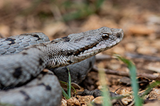 vipera aspis