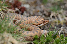 vipera aspis