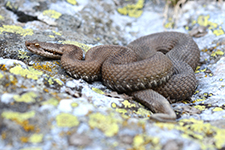 vipera aspis