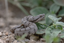 vipera aspis