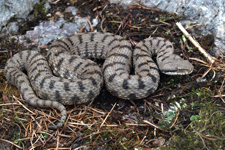 vipera aspis