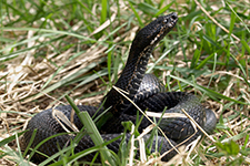 vipera aspis