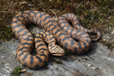 vipera aspis