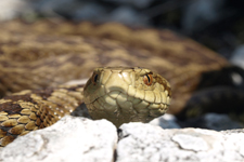 vipera aspis