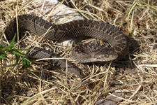 vipera aspis