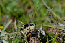 vipera aspis