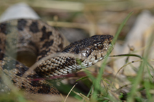 vipera aspis