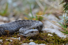 vipera aspis